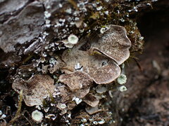 Peltigera