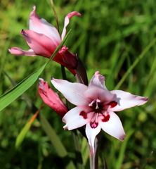 Gladiolus carneus