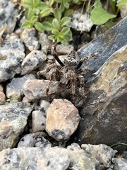 Araneus saevus