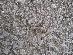 Asiomorpha coarctata
