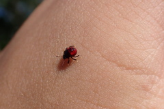 Asopinae