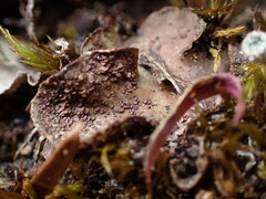 Peltigera