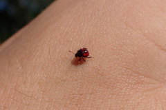 Asopinae
