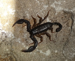 Euscorpius