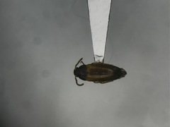 Hallomenus scapularis