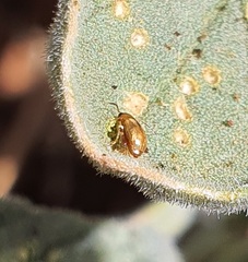 Chrysomelidae