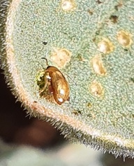 Chrysomelidae