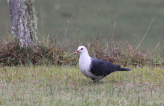 Columba leucomela