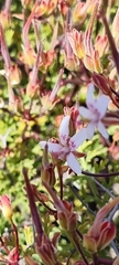 Pelargonium crithmifolium