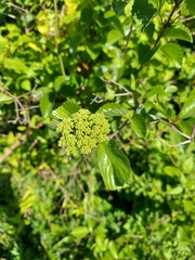Viburnum dilatatum