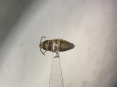 Hallomenus scapularis