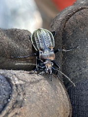 Carabus granulatus