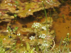 Oenantheae