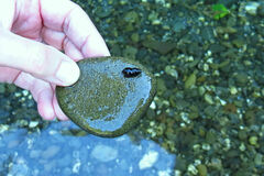 Potamopyrgus antipodarum