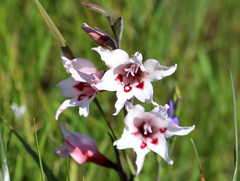 Gladiolus carneus