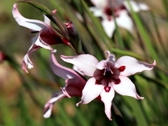 Gladiolus carneus