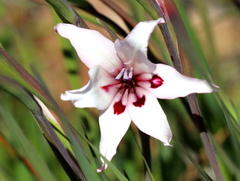 Gladiolus carneus