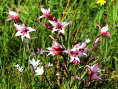 Gladiolus carneus