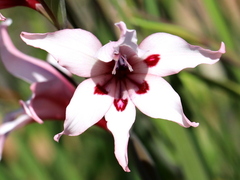 Gladiolus carneus