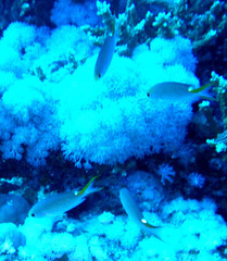 Neopomacentrus miryae