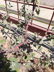 Chenopodium berlandieri