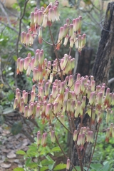 Kalanchoe pinnata