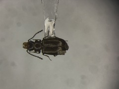 Charaphloeus convexulus