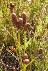 Nevillea obtusissima