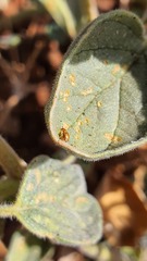 Chrysomelidae