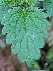 Urtica urens