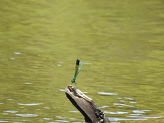 Calopteryx dimidiata