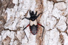 Microtomus purcis