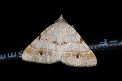 Frederickia subterminata