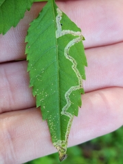 Liriomyza carphephori