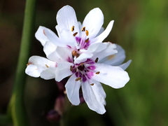 Wurmbea stricta