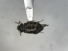 Tetratoma