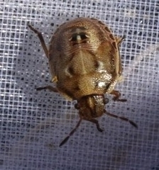 Eysarcoris ventralis