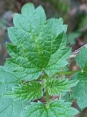 Urtica urens