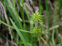 Carex flava