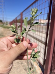 Chenopodium berlandieri