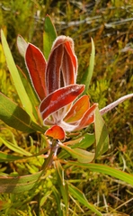 Protea