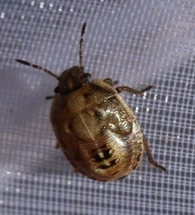Eysarcoris ventralis