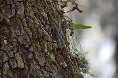 Plestiodon inexpectatus