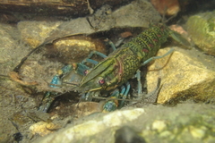 Cherax quadricarinatus