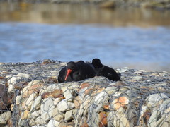 Haematopus leucopodus