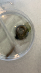 Planorbella trivolvis