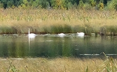 Cygnus