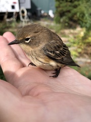 Setophaga coronata coronata