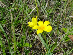 Linum flavum