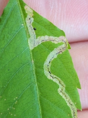Liriomyza carphephori